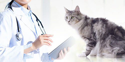 猫と医師