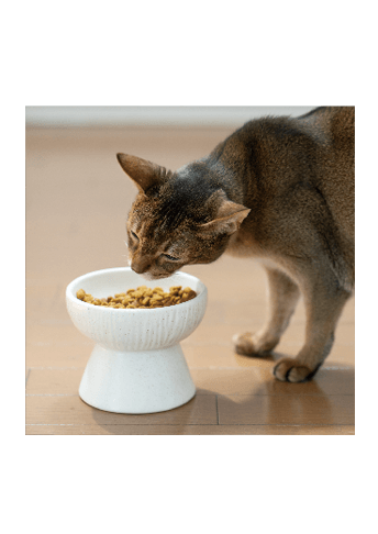 愛猫の食事の与え方 イメージ