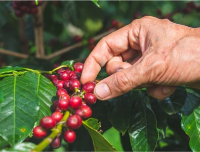 Image Coffee Seed