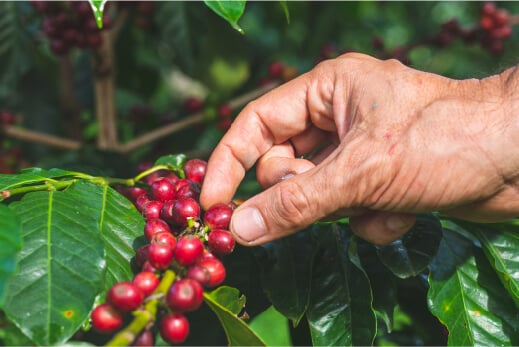 Image Coffee Seed