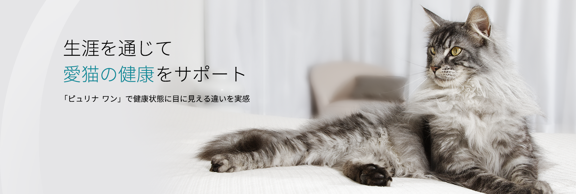 Cat 2