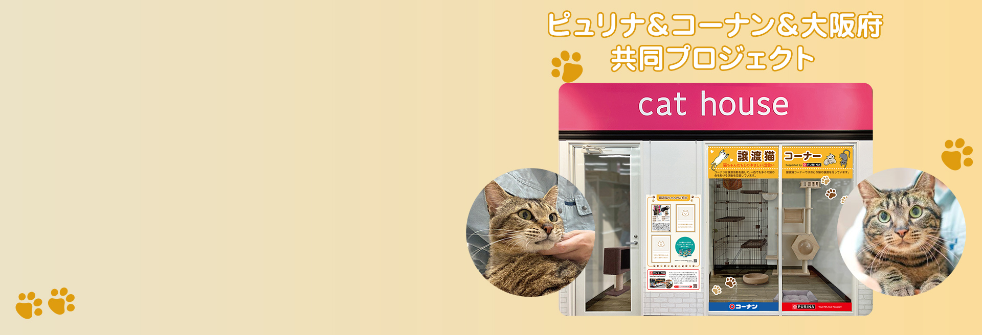 おとな猫譲渡促進プロジェクト