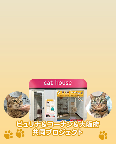 おとな猫譲渡促進プロジェクト