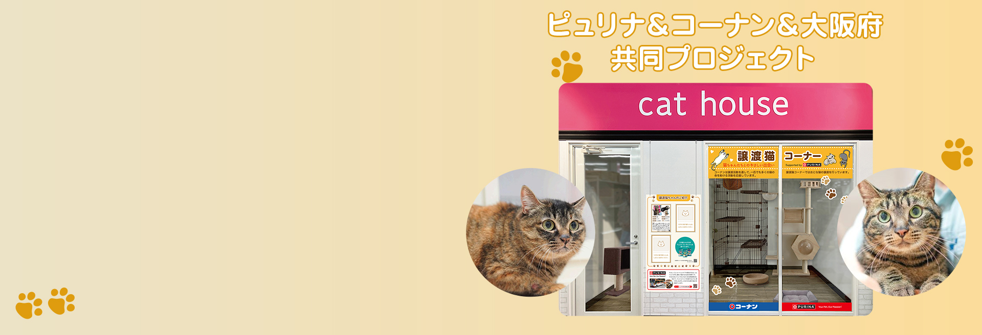 おとな猫譲渡促進プロジェクト