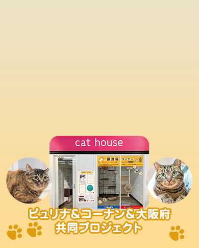 おとな猫譲渡促進プロジェクト