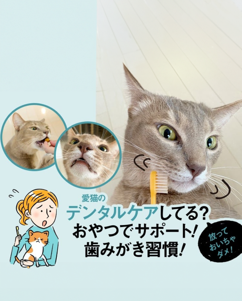 ピュリナ ワン キャット（Purina ONE Cat）公式サイト