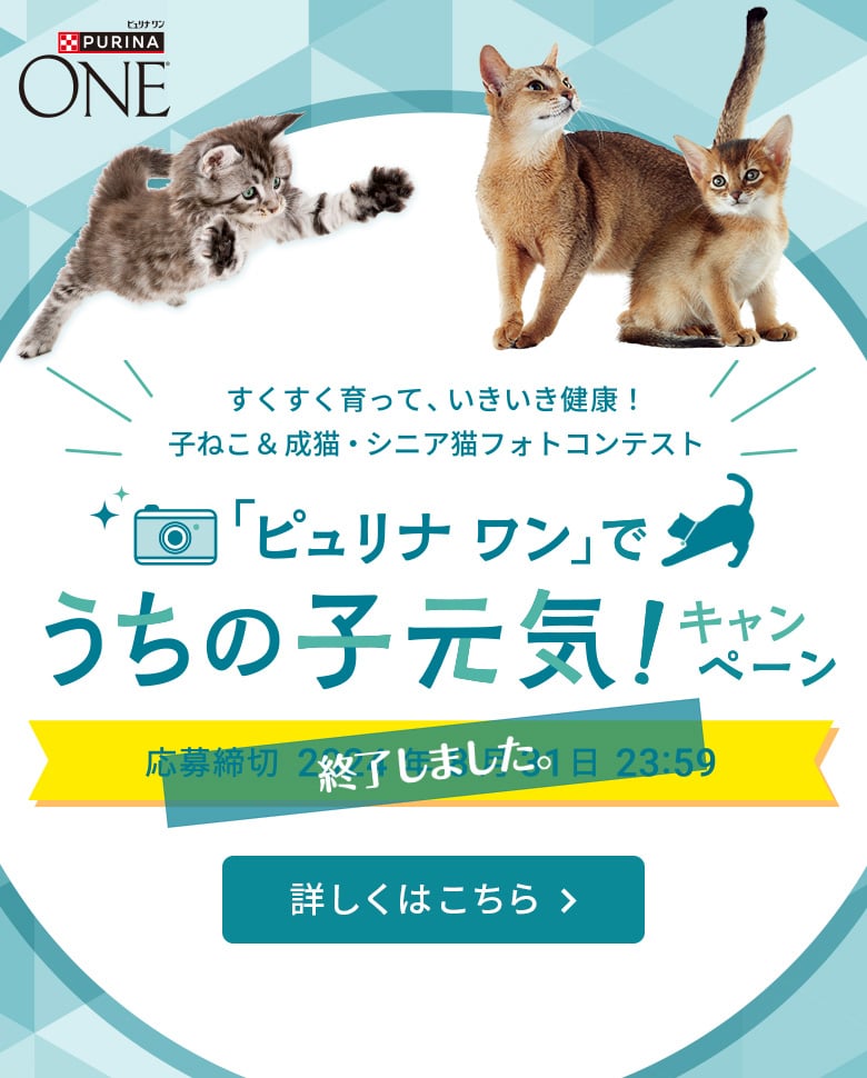 ピュリナ ワン キャット（Purina ONE Cat）公式サイト