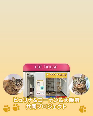 おとな猫譲渡促進プロジェクト