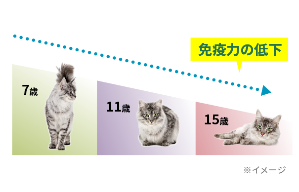 シニア猫期のグラフ