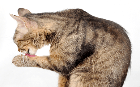 猫の毛玉対策・毛球症予防 | 猫の病気・健康ケア事典 | ピュリナ ワン