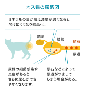 オス猫の尿路図