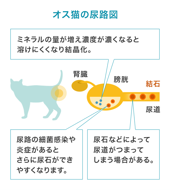 オス猫の尿路図
