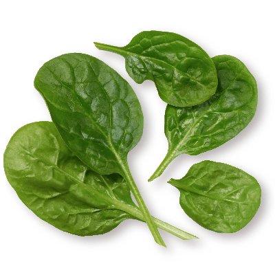 ほうれん草