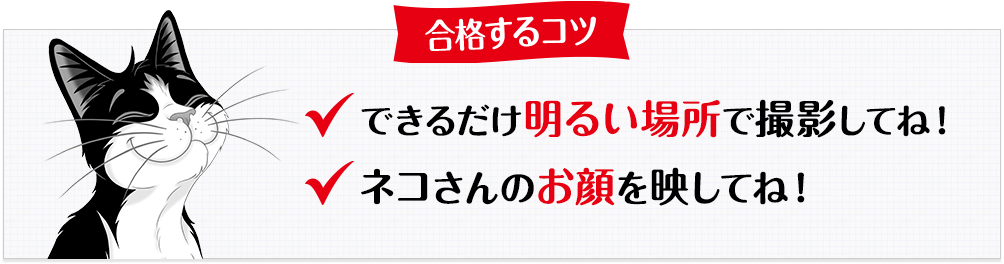 合格するコツ できるだけ明るい場所で撮影してね！ ネコさんのお顔を映してね！