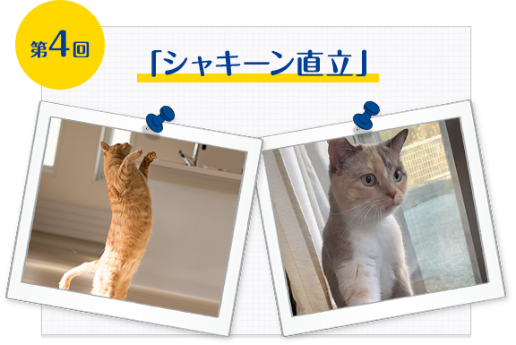 第4回「シャキーン直立」