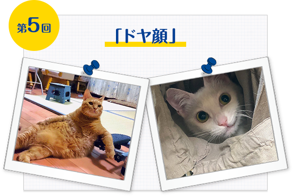 第5回「ドヤ顔」