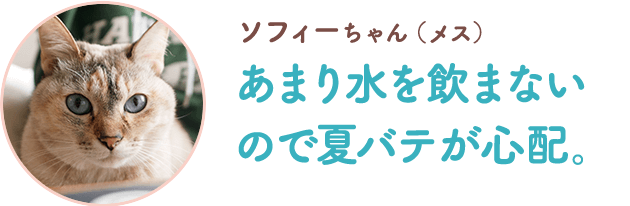 ばてネコu201d対策を！  PURINA モンプチ