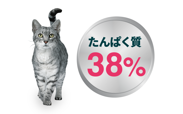 たんぱく質38%