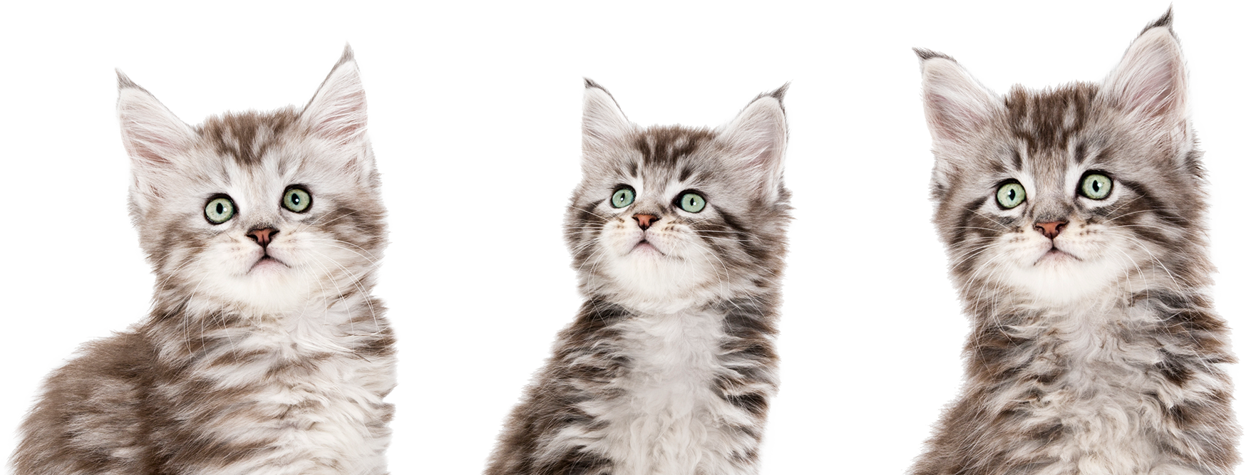 cat_parts