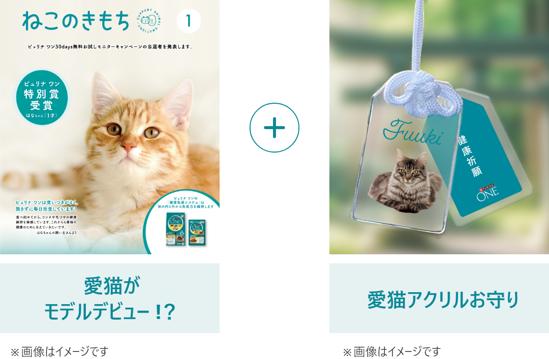 katte_Present