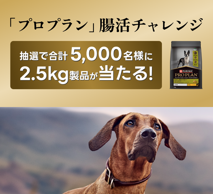 「プロプラン」腸活チャレンジ 抽選で合計5,000名様に2.5kgドッグフード製品が当たる！